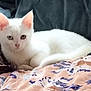 Loukoum participe au concours pour gagner de l'argent avec cette photo : animal, bed, blanket, cat, comfort, cozy, cute, domestic_cat, ears, feline, fluffy, fur, indoor, looking_at_camera, lying_down, pet, relaxed, resting, whiskers, white_cat