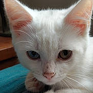 Loukoum a rejoint le concours — aidez-le/la à gagner de superbes lots ! animal, blue_eye, brown_eye, cat, close_up, curious, cute, domestic_cat, ears, face, feline, fur, heterochromia, indoor, nose, paw, pet, portrait, whiskers, white_cat