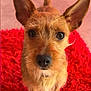 dog, small_dog, ears, brown_fur, red_rug, fluffy_rug, indoor, carpet, toy, blurred_background, pet, animal, cute, close_up, looking_at_camera, attention, furry, nose, whiskers, tail