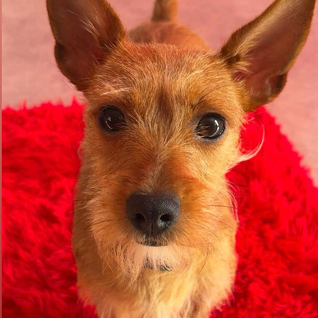 Romy participe au concours pour gagner de l'argent avec cette photo : animal, attention, blurred_background, brown_fur, carpet, close_up, cute, dog, ears, fluffy_rug, furry, indoor, looking_at_camera, nose, pet, red_rug, small_dog, tail, toy, whiskers