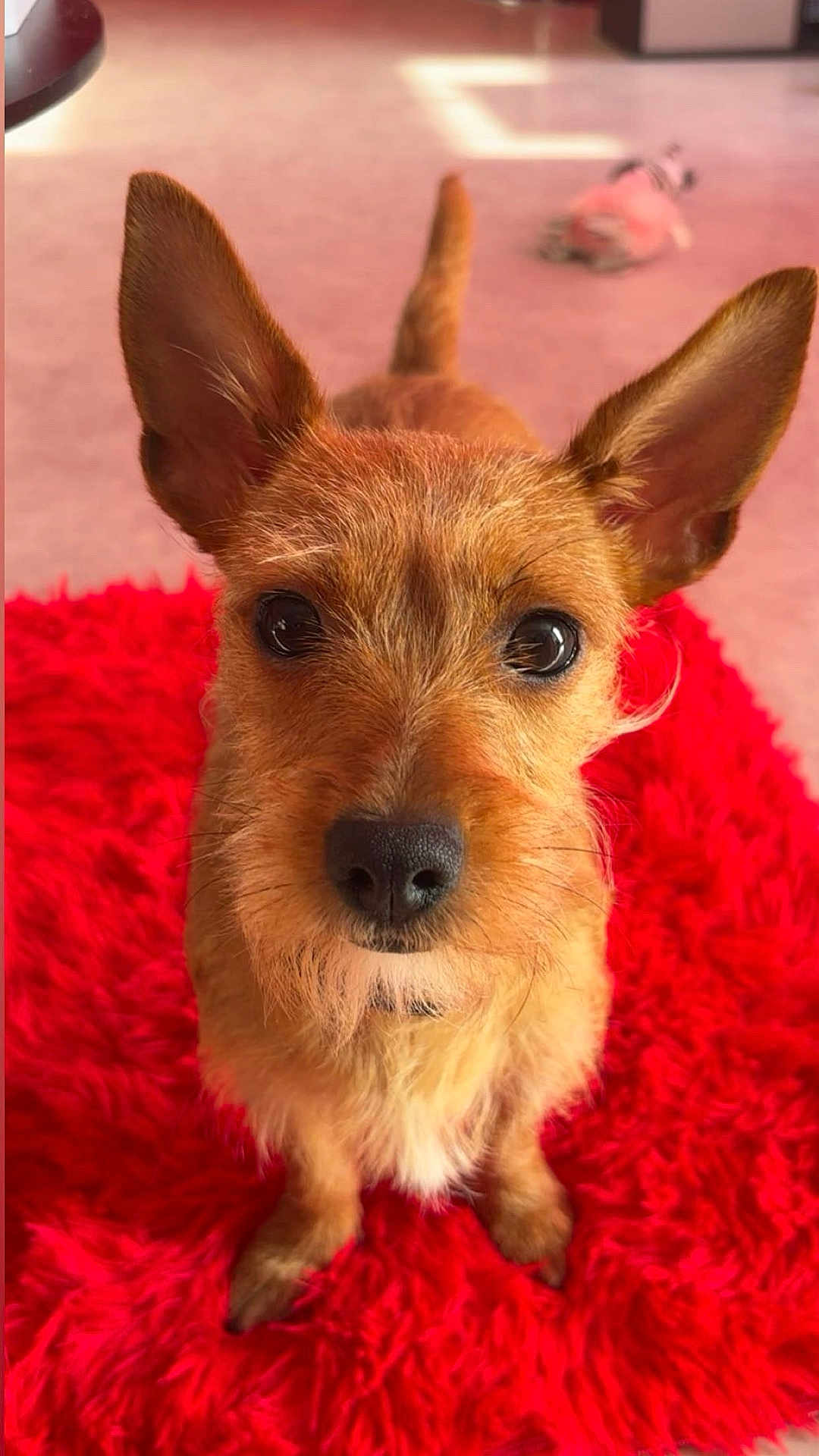 Romy participe au concours pour gagner de l'argent avec cette photo : dog, small_dog, ears, brown_fur, red_rug, fluffy_rug, indoor, carpet, toy, blurred_background, pet, animal, cute, close_up, looking_at_camera, attention, furry, nose, whiskers, tail