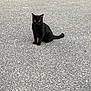 Leo joined the competition — help win amazing prizes! alert, animal, asphalt, black_cat, cat, ears, eyes, focus, fur, mammal, nature, outdoor, pet, quiet, sitting, solitary, street, tail, texture, whiskers