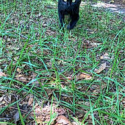 Leo is registered to the contest to win money with this photo: animal, black_cat, cat, curious, daylight, eyes, feline, forest, grass, greenery, ground, leaves, mammal, nature, outdoor, pet, tail, walking, wildlife, woods