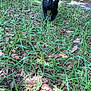 animal, black_cat, cat, curious, daylight, eyes, feline, forest, grass, greenery, ground, leaves, mammal, nature, outdoor, pet, tail, walking, wildlife, woods