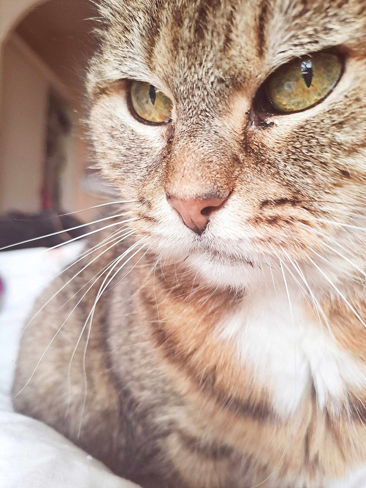 Jessie