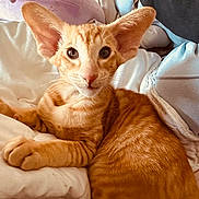 President Lumiere a rejoint le concours — aidez-le/la à gagner de superbes lots ! cat, kitten, orange_tabby, tabby, pet, feline, ears, whiskers, fur, paws, eyes, bed, blanket, cushion, indoor, cozy, resting, portrait, looking_at_camera, domestic_cat