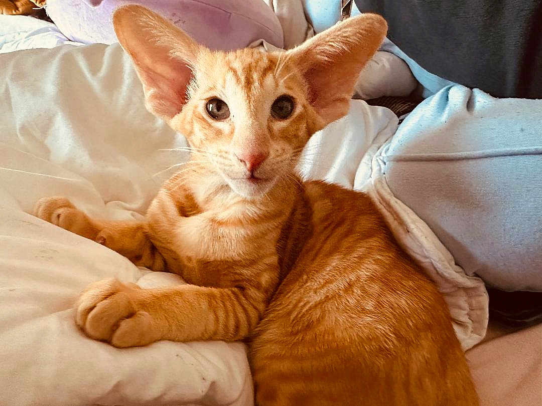 President Lumiere a rejoint le concours — aidez-le/la à gagner de superbes lots ! cat, kitten, orange_tabby, tabby, pet, feline, ears, whiskers, fur, paws, eyes, bed, blanket, cushion, indoor, cozy, resting, portrait, looking_at_camera, domestic_cat