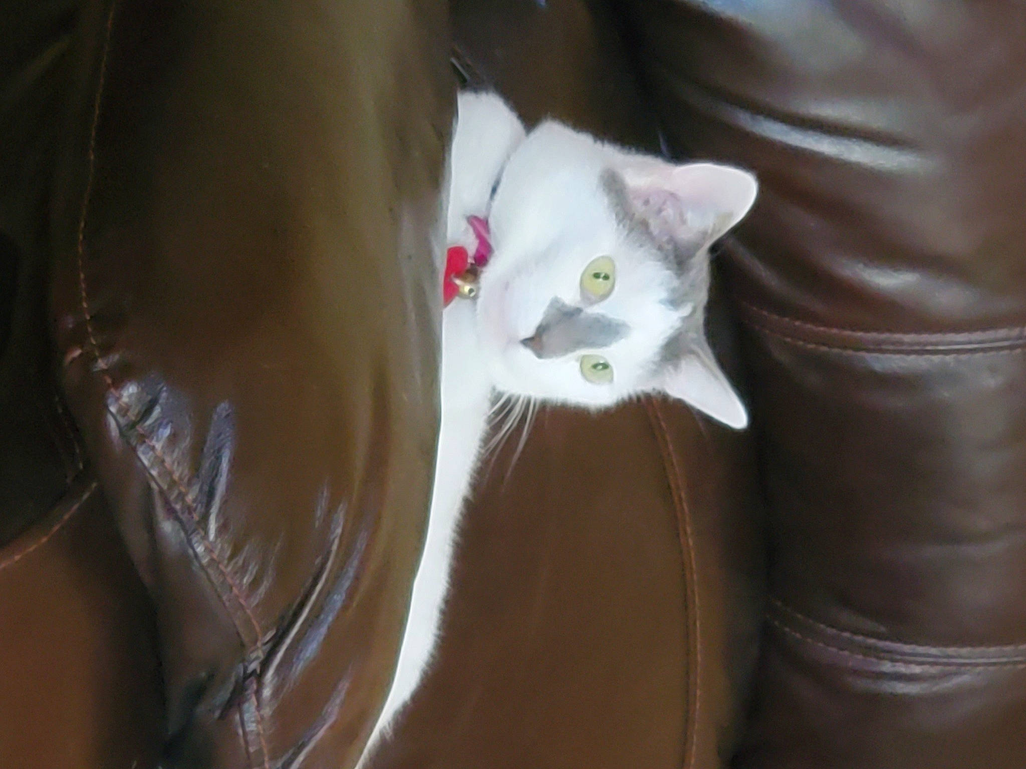 Fiona is registered to the contest to win money with this photo: brown, carnivore, cat, fawn, felidae, fur, leather, mammal, small_to_medium_sized_cats, tail, textile, whiskers, white