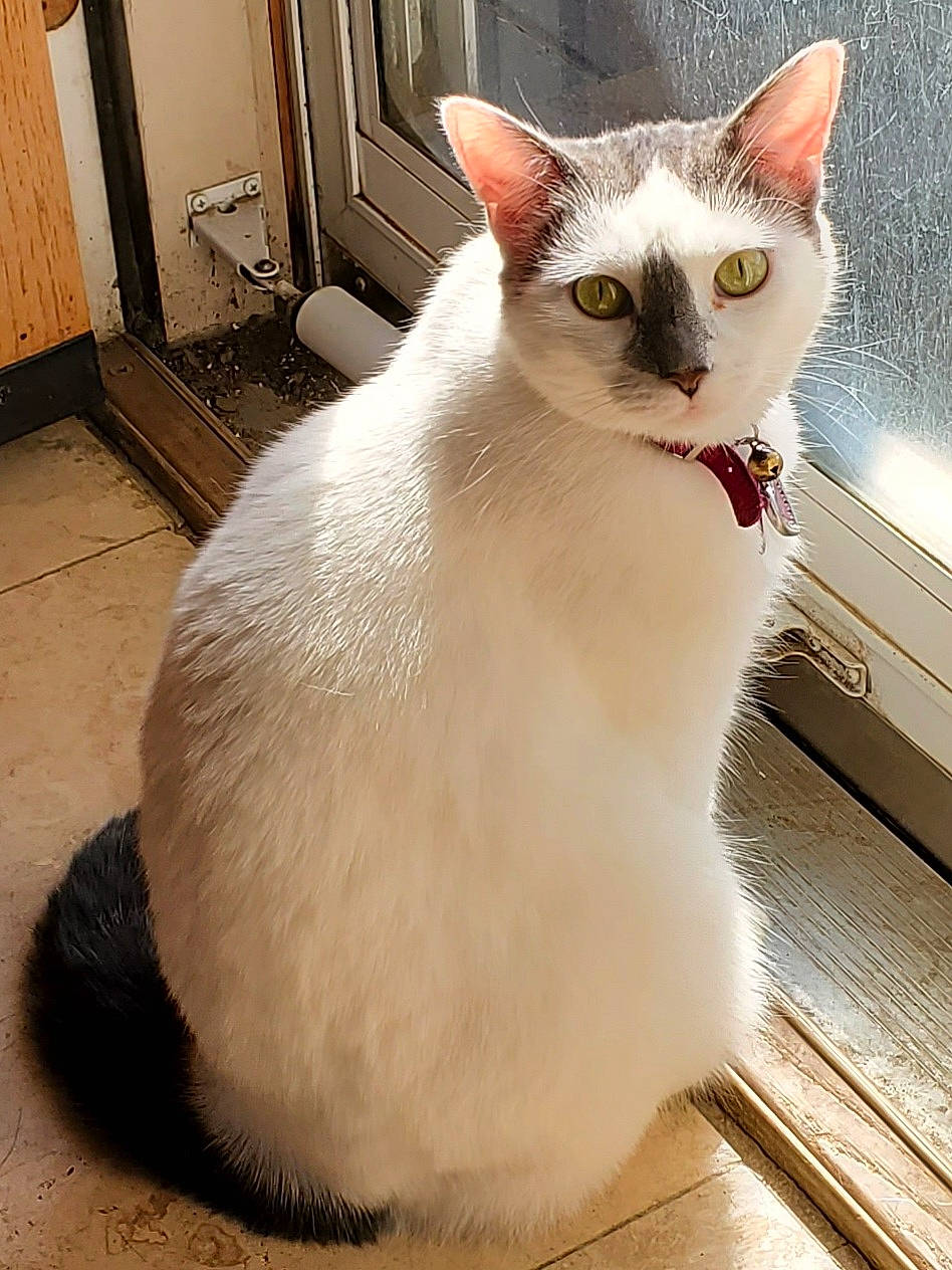 Fiona joined the competition — help win amazing prizes! asian, balinese, burmilla, carnivore, cat, colorpoint_shorthair, domestic_short_haired_cat, eye, felidae, fur, javanese, khao_manee, mammal, small_to_medium_sized_cats, tail, thai, tonkinese, turkish_angora, vertebrate, whiskers