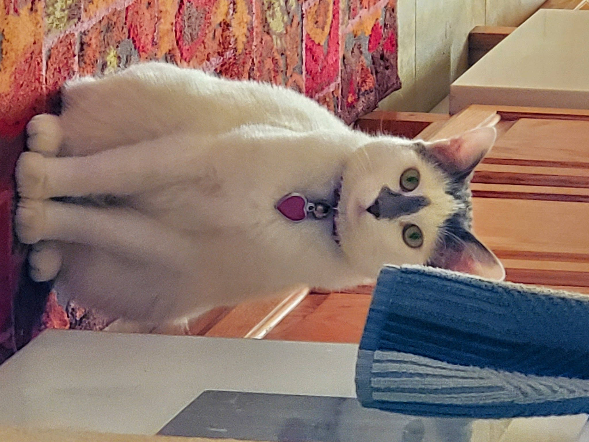 Fiona joined the competition — help win amazing prizes! arm, asian, burmilla, carnivore, cat, colorpoint_shorthair, domestic_short_haired_cat, fawn, felidae, hand, kitten, leg, paw, polydactyl_cat, small_to_medium_sized_cats, turkish_angora, turkish_van, whiskers