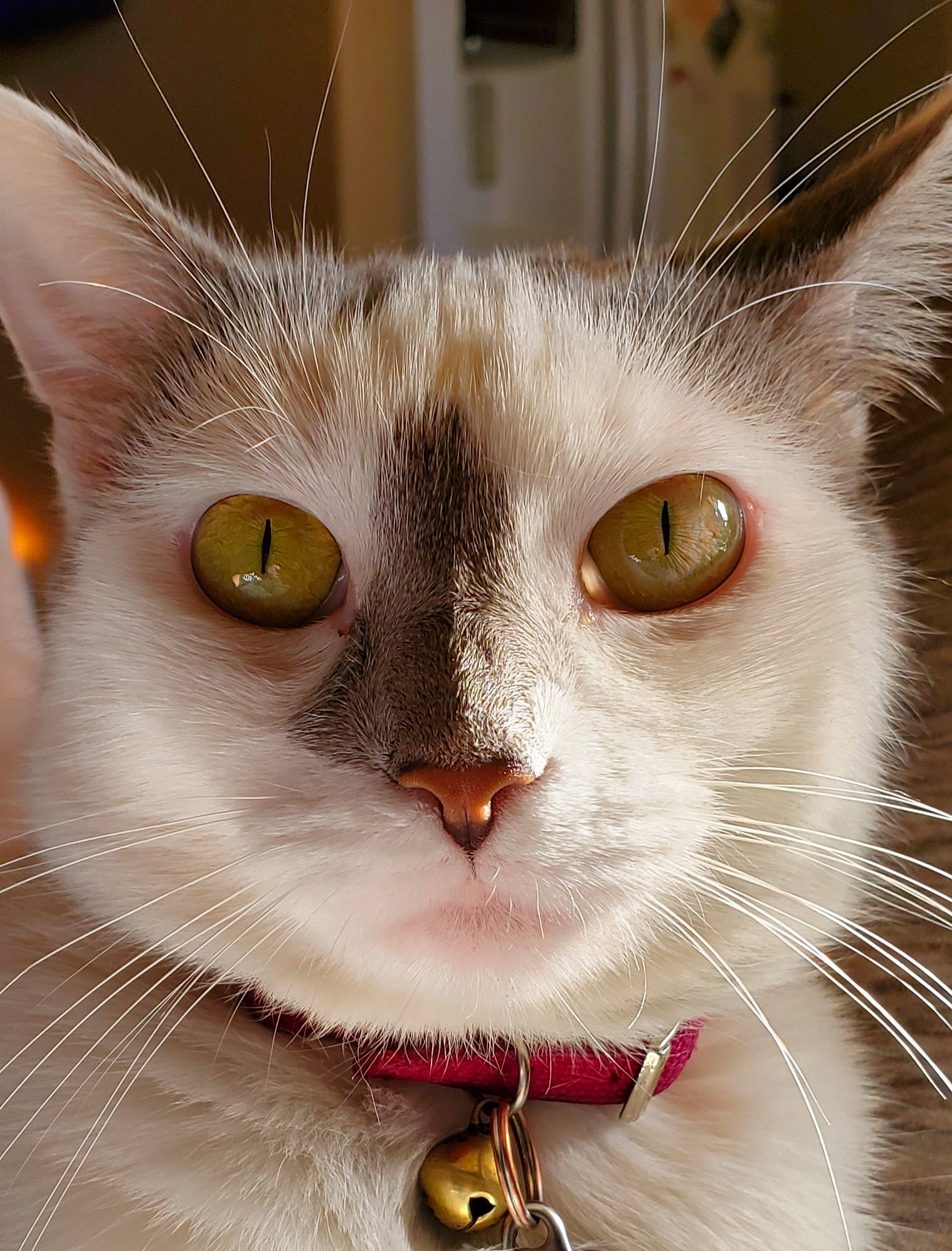 Fiona is registered to the contest to win money with this photo: aegean_cat, american_wirehair, asian, burmilla, carnivore, cat, close_up, domestic_short_haired_cat, eye, fawn, felidae, fur, mammal, nose, singapura, small_to_medium_sized_cats, snout, whiskers