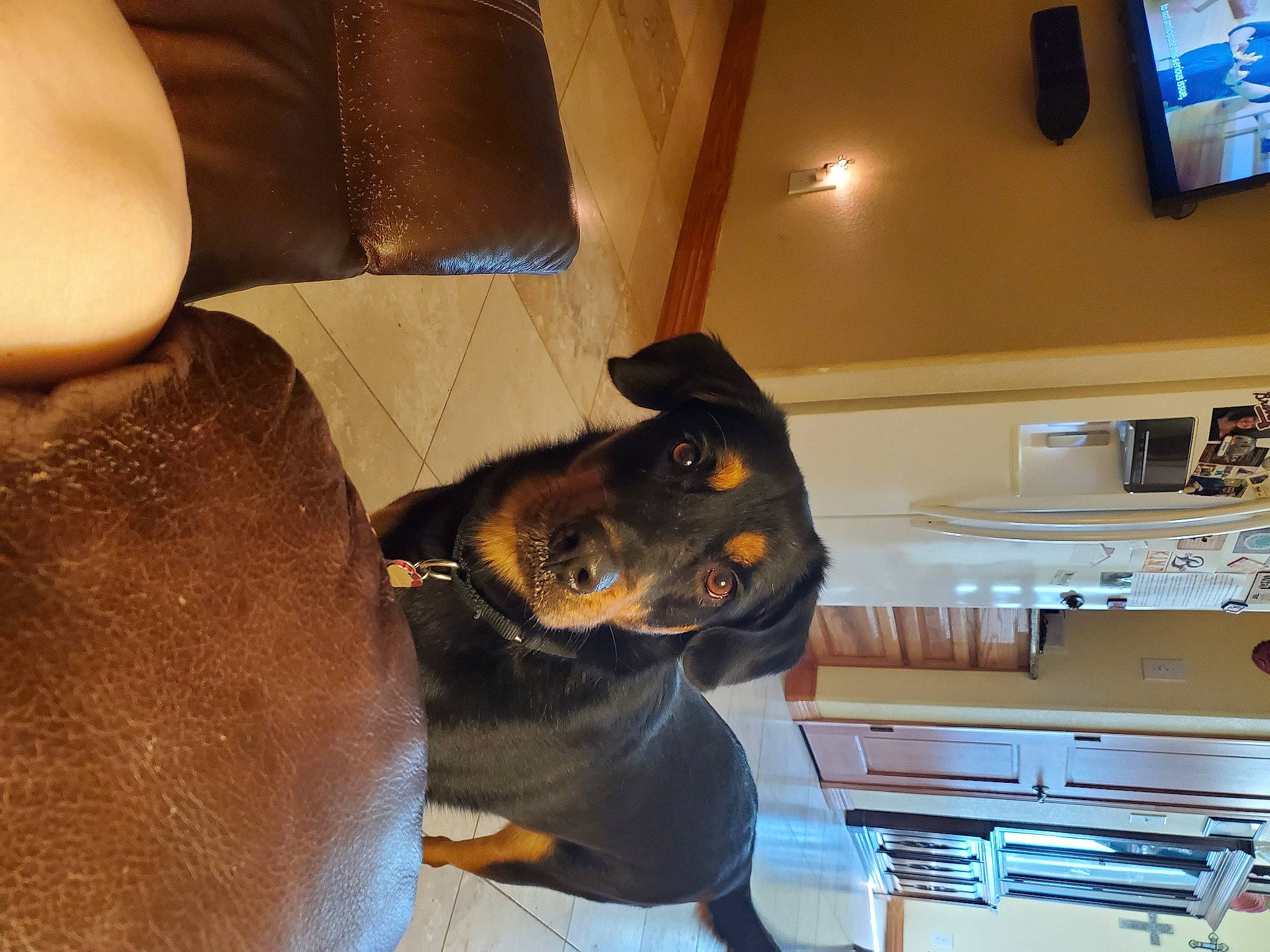 Fritz joined the competition — help win amazing prizes! canidae, carnivore, companion_dog, dog, dog_breed, fawn, guard_dog, snout, sporting_group