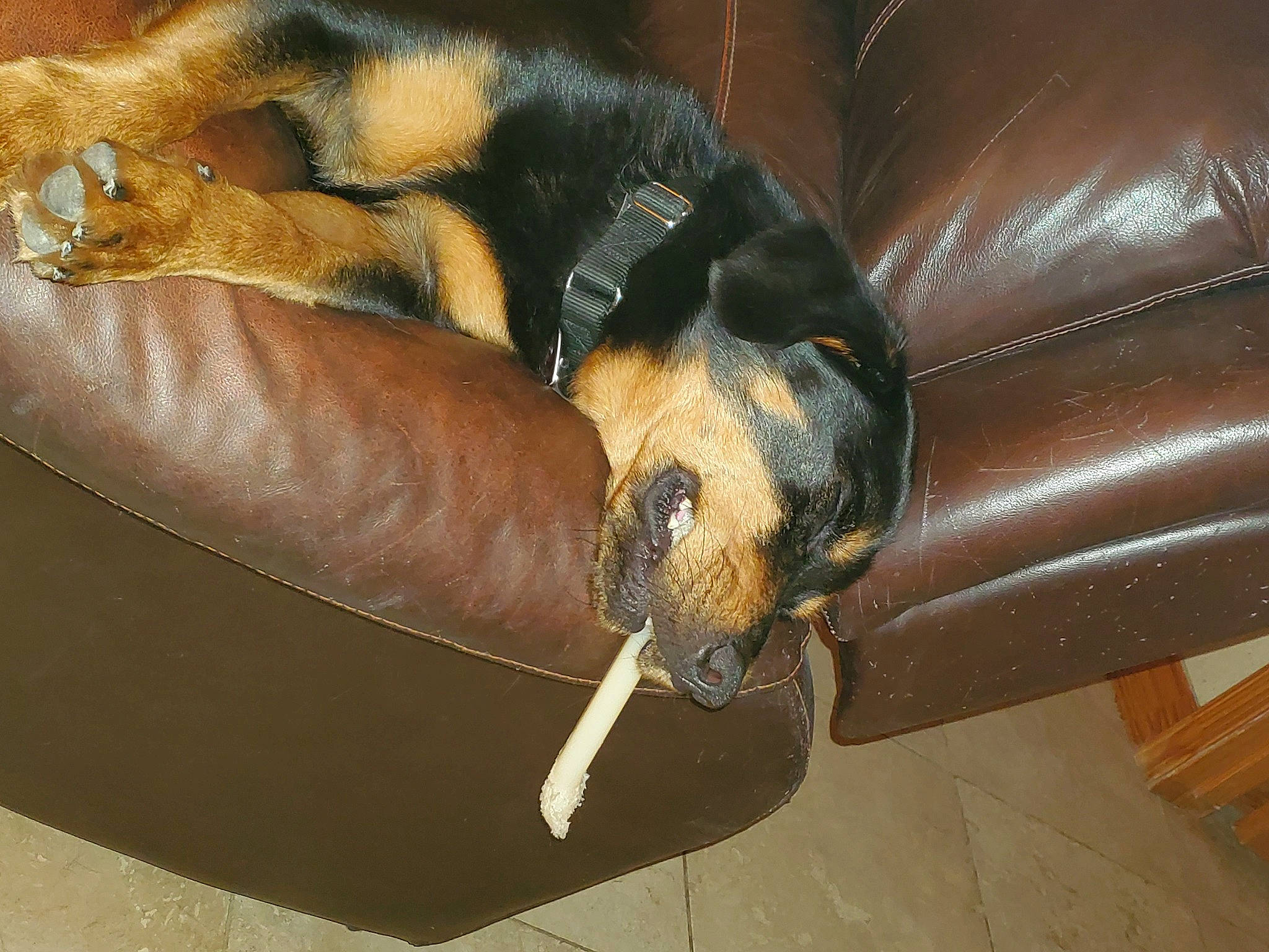 Fritz joined the competition — help win amazing prizes! canidae, carnivore, dog, dog_breed, snout, sporting_group