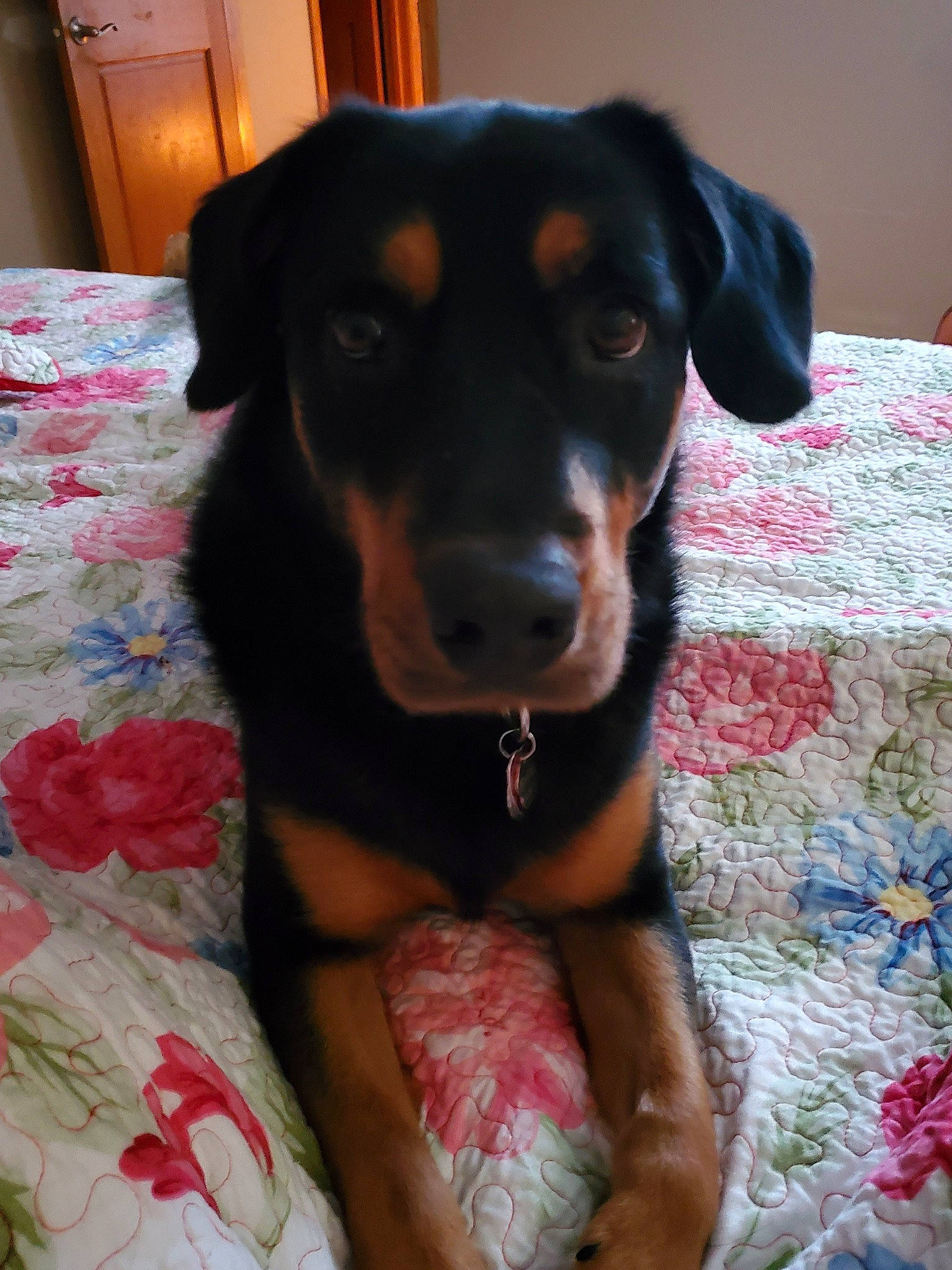 Fritz is registered to the contest to win money with this photo: austrian_black_and_tan_hound, beagador, beauceron, black_and_tan_terrier, canidae, carnivore, dog, dog_breed, german_pinscher, guard_dog, huntaway, mammal, pinscher, puppy, rottweiler, smaland_hound, snout, sporting_group, transylvanian_hound, vertebrate