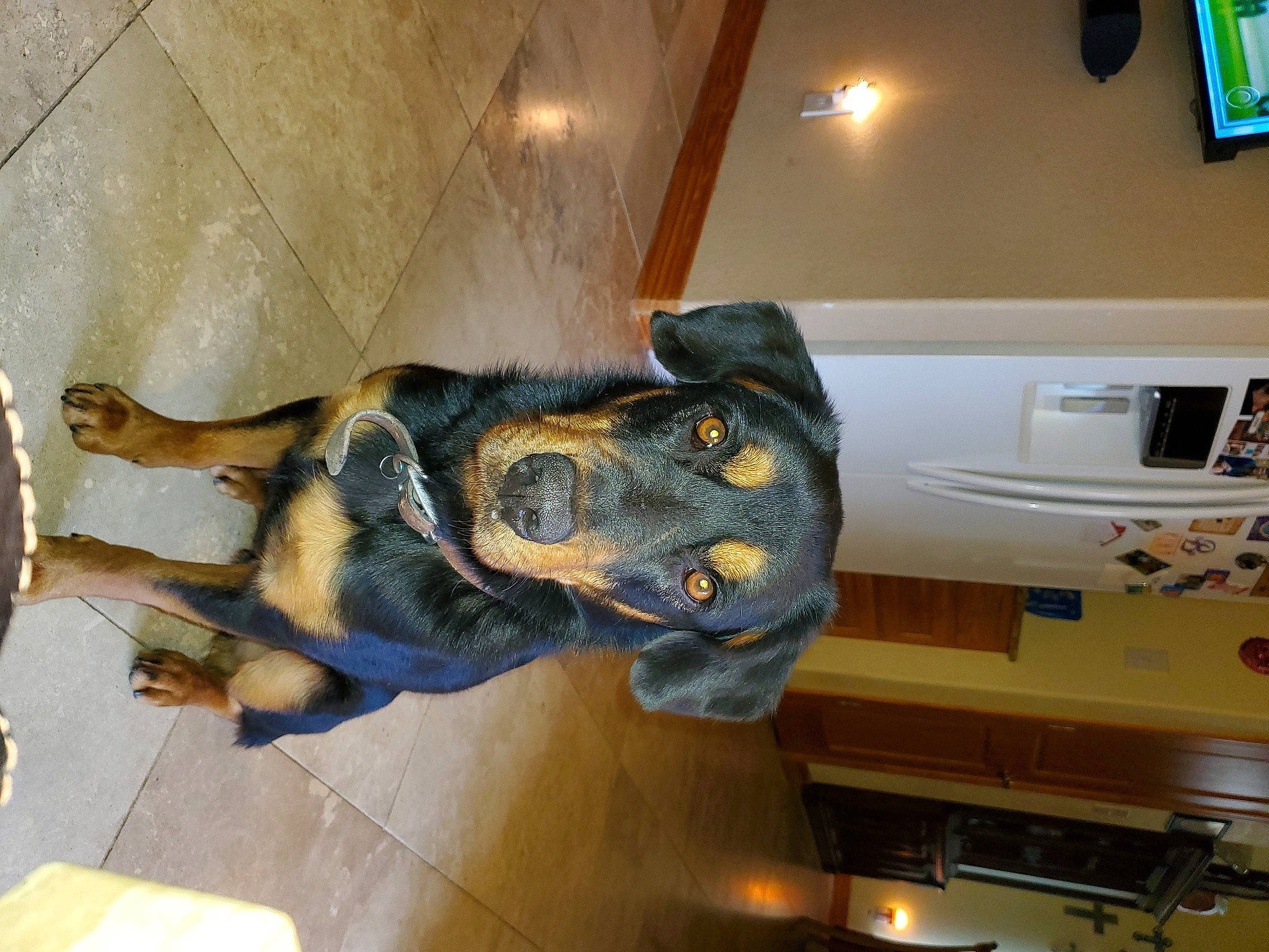 Fritz joined the competition — help win amazing prizes! canidae, carnivore, dog_breed