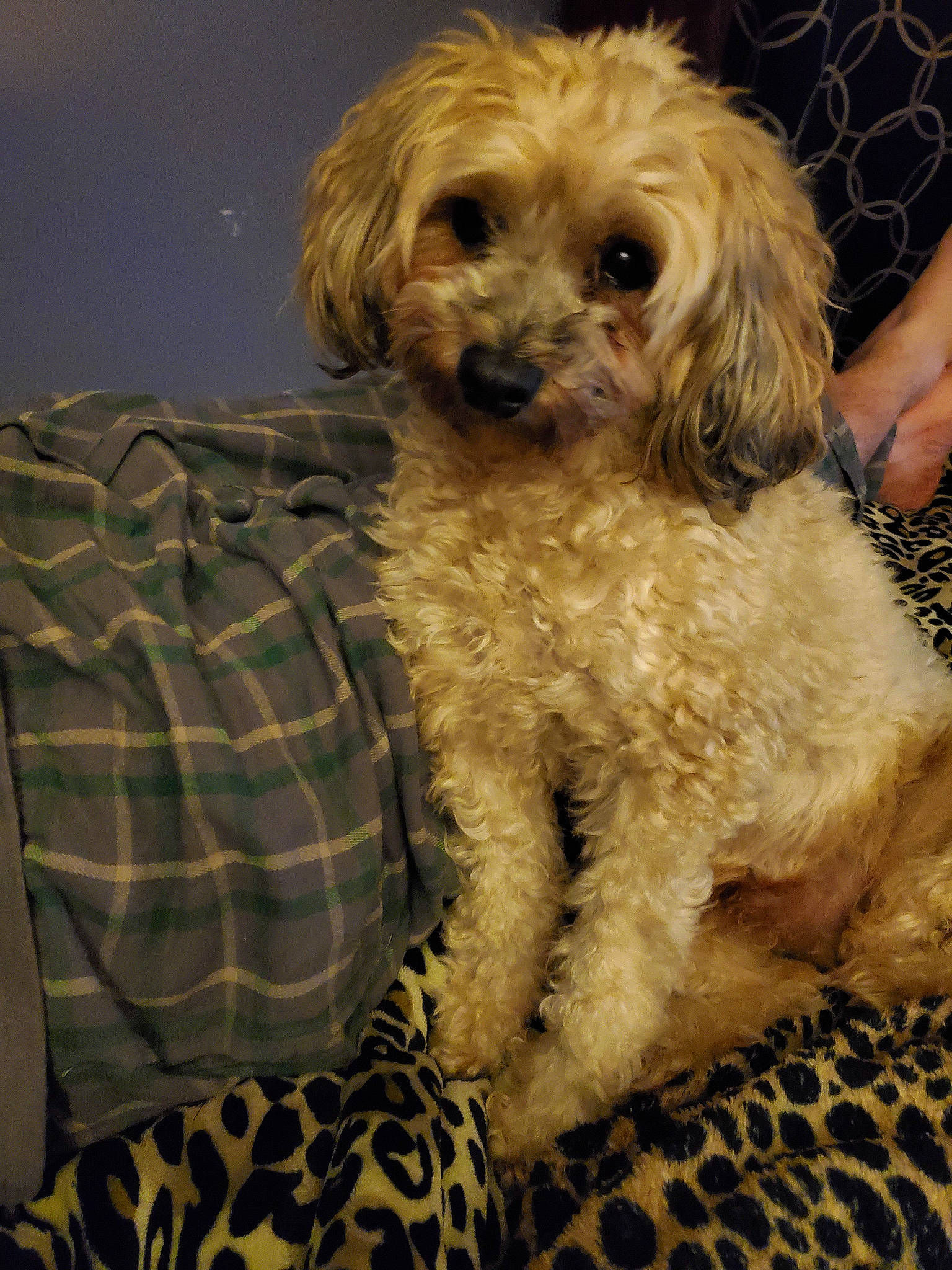 Rocky joined the competition — help win amazing prizes! canidae, carnivore, companion_dog, dog, dog_breed, fawn, firefighter, fur, labradoodle, liver, maltepoo, pattern, small_terrier, snout, sporting_group, tartan, terrier, toy_dog, working_animal, yorkipoo