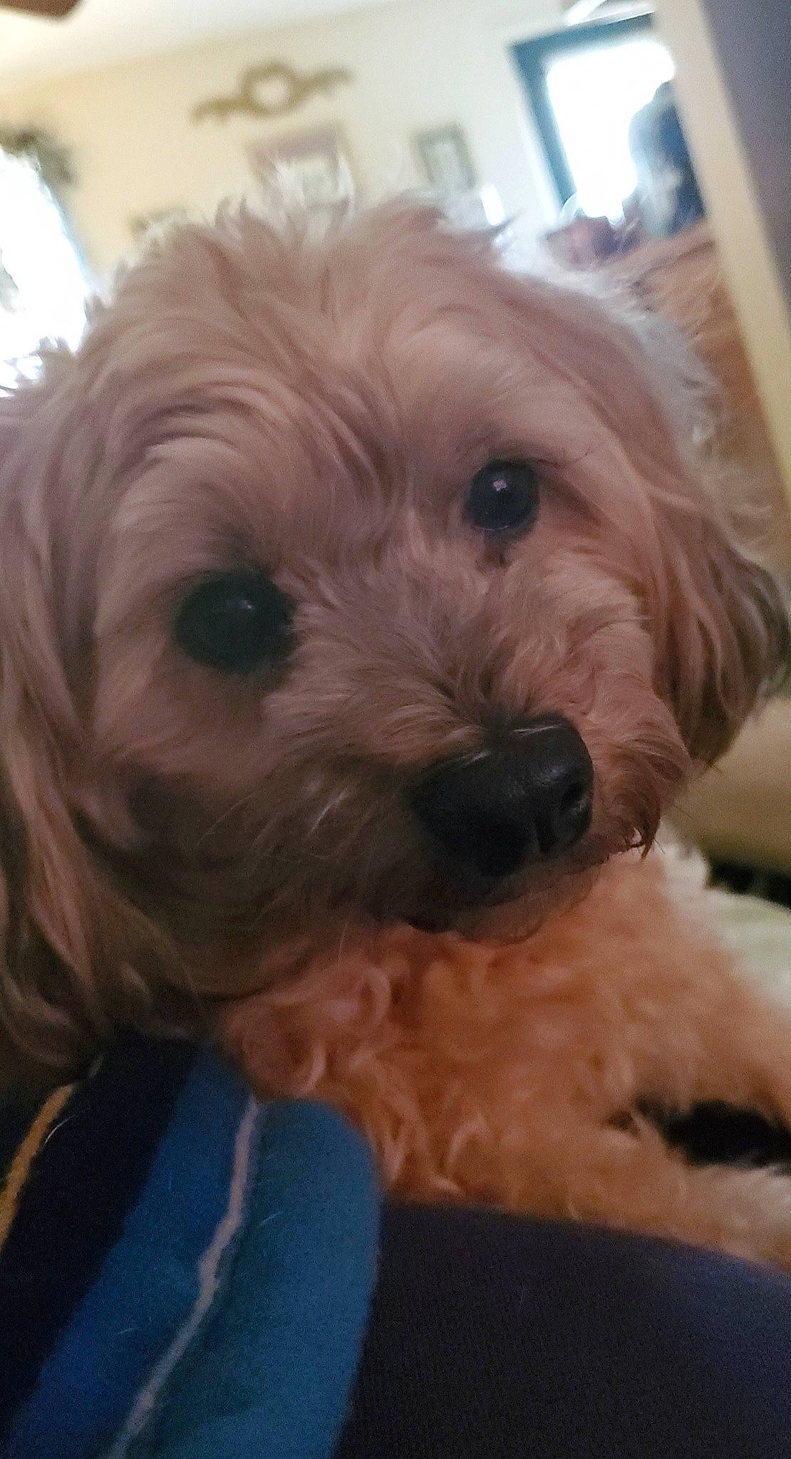 Rocky is registered to the contest to win money with this photo: canidae, carnivore, companion_dog, dog, dog_breed, fur, liver, maltepoo, non_sporting_group, puppy, puppy_love, shih_poo, small_terrier, snout, sporting_group, terrier, toy_dog, water_dog, working_animal, yorkipoo