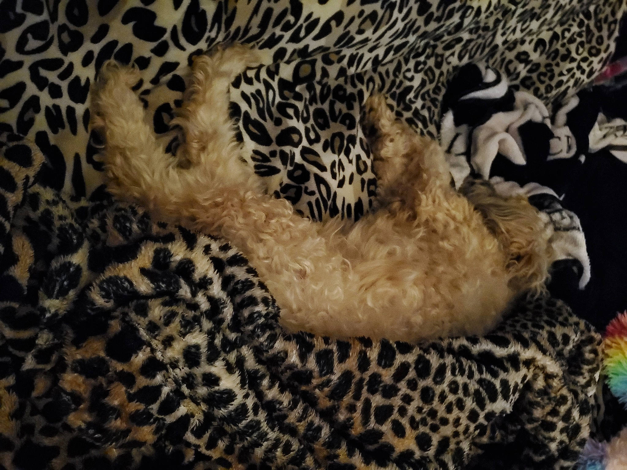 Rocky joined the competition — help win amazing prizes! african_leopard, big_cats, carnivore, cheetah, comfort, fawn, felidae, fur, head, jaguar, leopard, mammal, pattern, small_to_medium_sized_cats, snout, terrestrial_animal, whiskers, wildlife