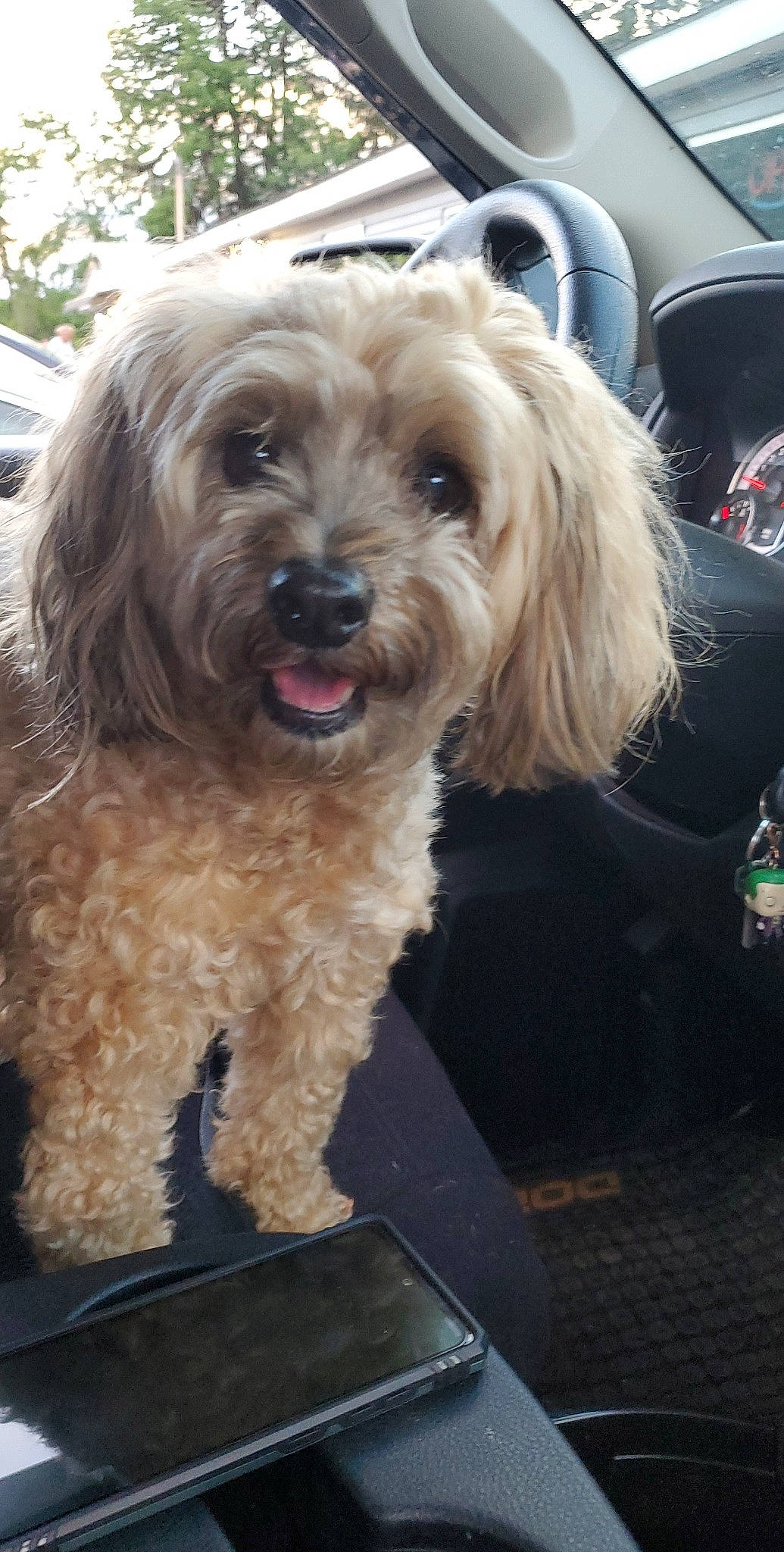 Rocky joined the competition — help win amazing prizes! canidae, carnivore, companion_dog, corn_on_the_cob, dog, dog_breed, dog_collar, fur, liver, maltepoo, motor_vehicle, small_terrier, snout, sporting_group, terrier, toy_dog, water_dog, yorkipoo