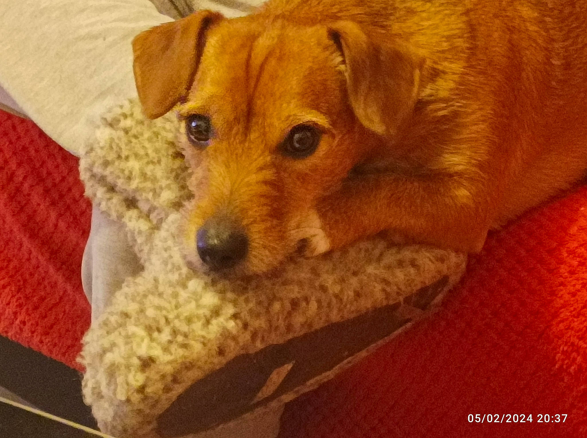 Peanuts a rejoint le concours — aidez-le/la à gagner de superbes lots ! canidae, carnivore, comfort, companion_dog, dog, dog_breed, dog_supply, fawn, fur, linens, non_sporting_group, paw, pet_supply, sporting_group, terrestrial_animal, terrier, toy_dog, whiskers, wood, working_animal