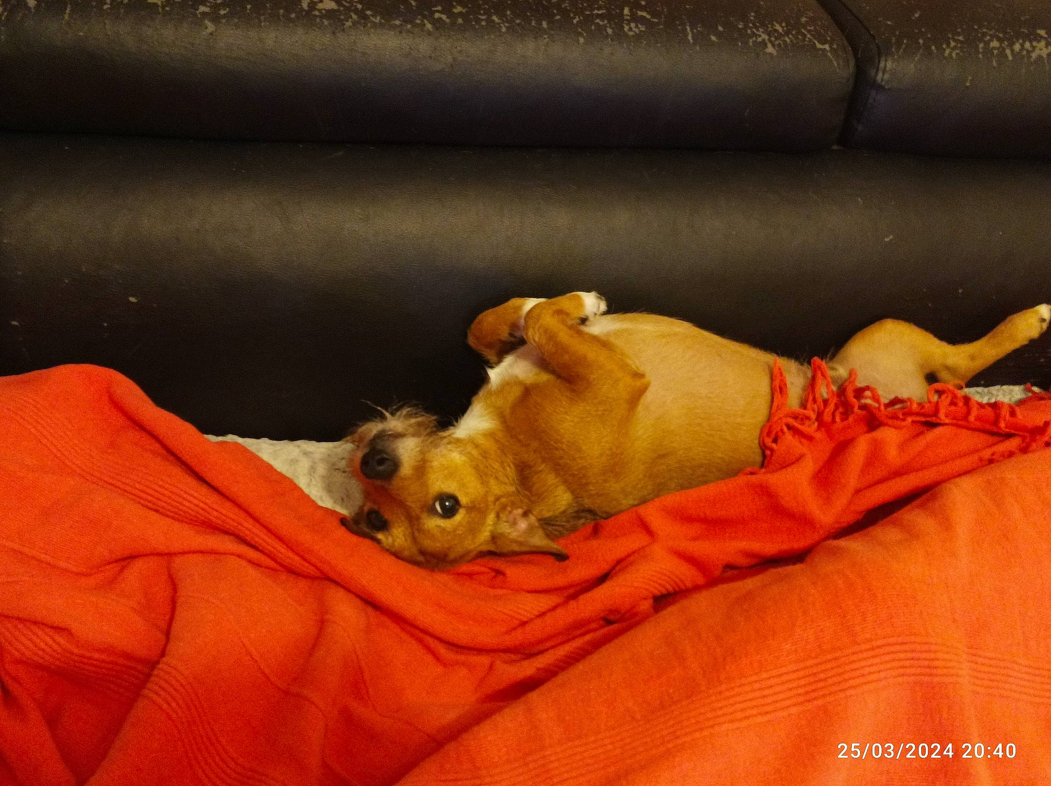 Peanuts a rejoint le concours — aidez-le/la à gagner de superbes lots ! bed, bedding, bedtime, canidae, carnivore, comfort, companion_dog, dog, dog_breed, dog_supply, fawn, fur, linens, nap, paw, snout, sporting_group, toy, whiskers, working_animal