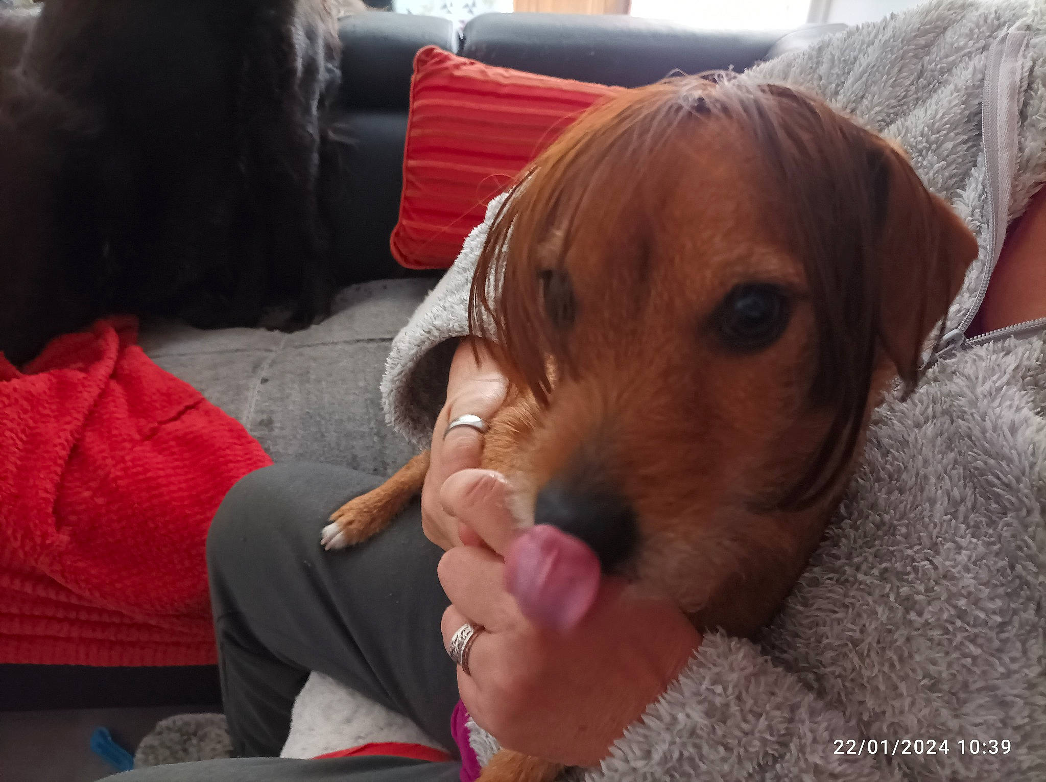 Peanuts a rejoint le concours — aidez-le/la à gagner de superbes lots ! carnivore, child, comfort, companion_dog, dog, dog_breed, dog_supply, fawn, fun, fur, lap, nail, puppy_love, sitting, sporting_group, thumb, toy, working_animal, wrinkle