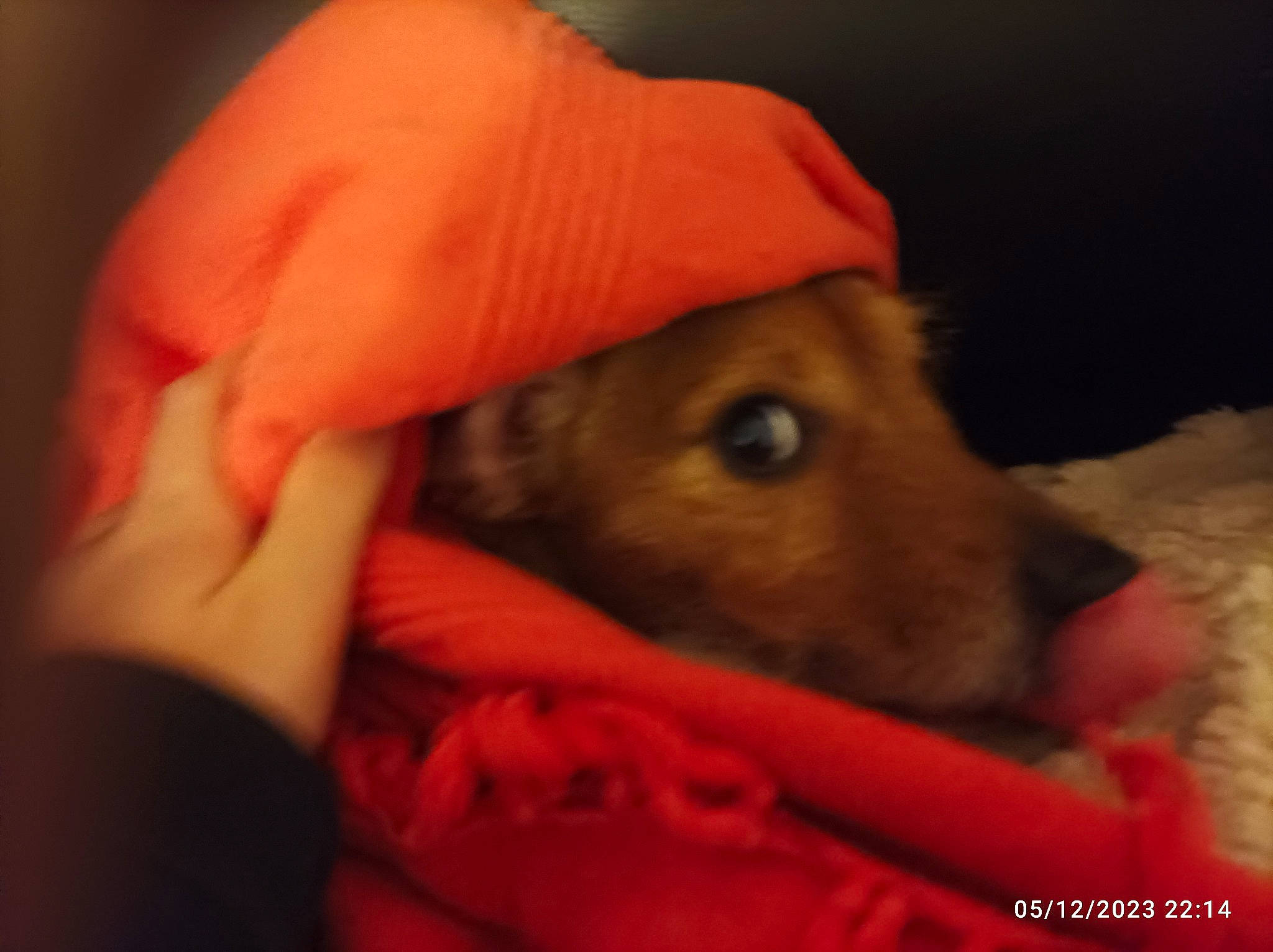 Peanuts a rejoint le concours — aidez-le/la à gagner de superbes lots ! bedtime, canidae, cap, carmine, carnivore, comfort, companion_dog, dog, dog_breed, dog_supply, ear, fawn, flesh, fur, nap, paw, sleep, snout, sporting_group, whiskers