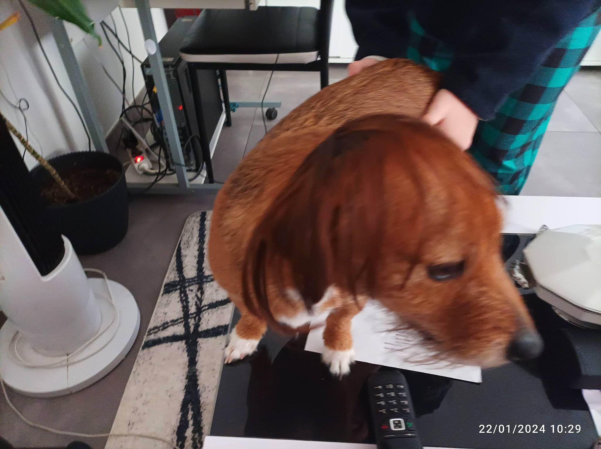 Peanuts a rejoint le concours — aidez-le/la à gagner de superbes lots ! canidae, carnivore, chair, companion_dog, dog, dog_breed, fawn, fur, hat, lap, liver, personal_protective_equipment, service, sitting, snout, sporting_group, toy, toy_dog, working_animal