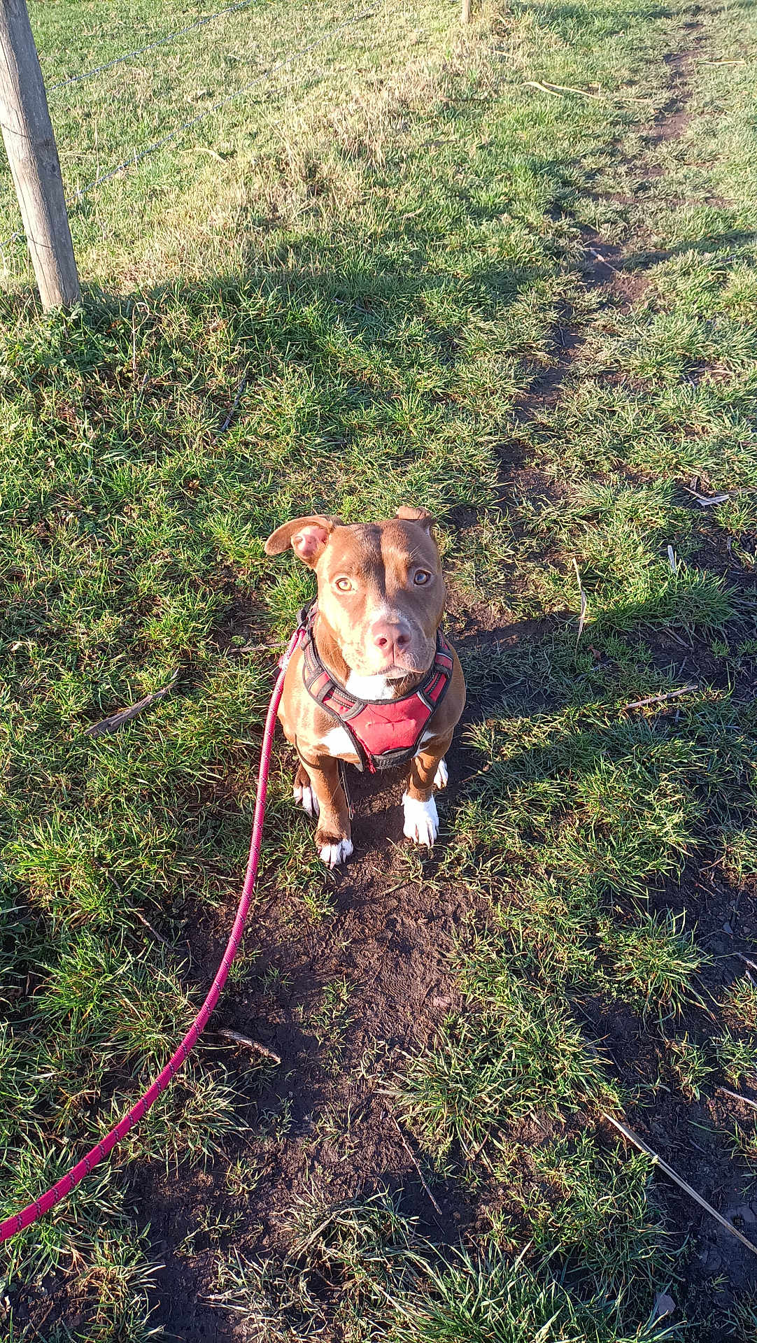 Louna a rejoint le concours — aidez-le/la à gagner de superbes lots ! dog, leash, harness, grass, path, outdoor, sunlight, shadow, pet, canine, brown_dog, white_paws, earth, nature, animal, walking, park, daylight, curious, sitting
