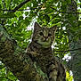 Pickle joined the competition — help win amazing prizes! cat, tabby_cat, tree, branch, leaves, greenery, nature, outdoor, moss, animal, feline, wildlife, curious, young_cat, forest, daylight, closeup, mammal, plant, perched