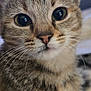 Pickle is registered to the contest to win money with this photo: cat, close_up, tabby, whiskers, fur, eyes, pet, animal, cute, face, portrait, indoor, curious, feline, mammal, domestic, soft, friendly, young, focused