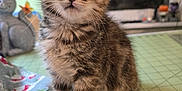 Pickle is registered to the contest to win money with this photo: kitten, cat, pet, animal, feline, cute, indoor, table, fabric, toy, crafting, closeup, young, whiskers, fur, ears, eyes, sitting, home, curious
