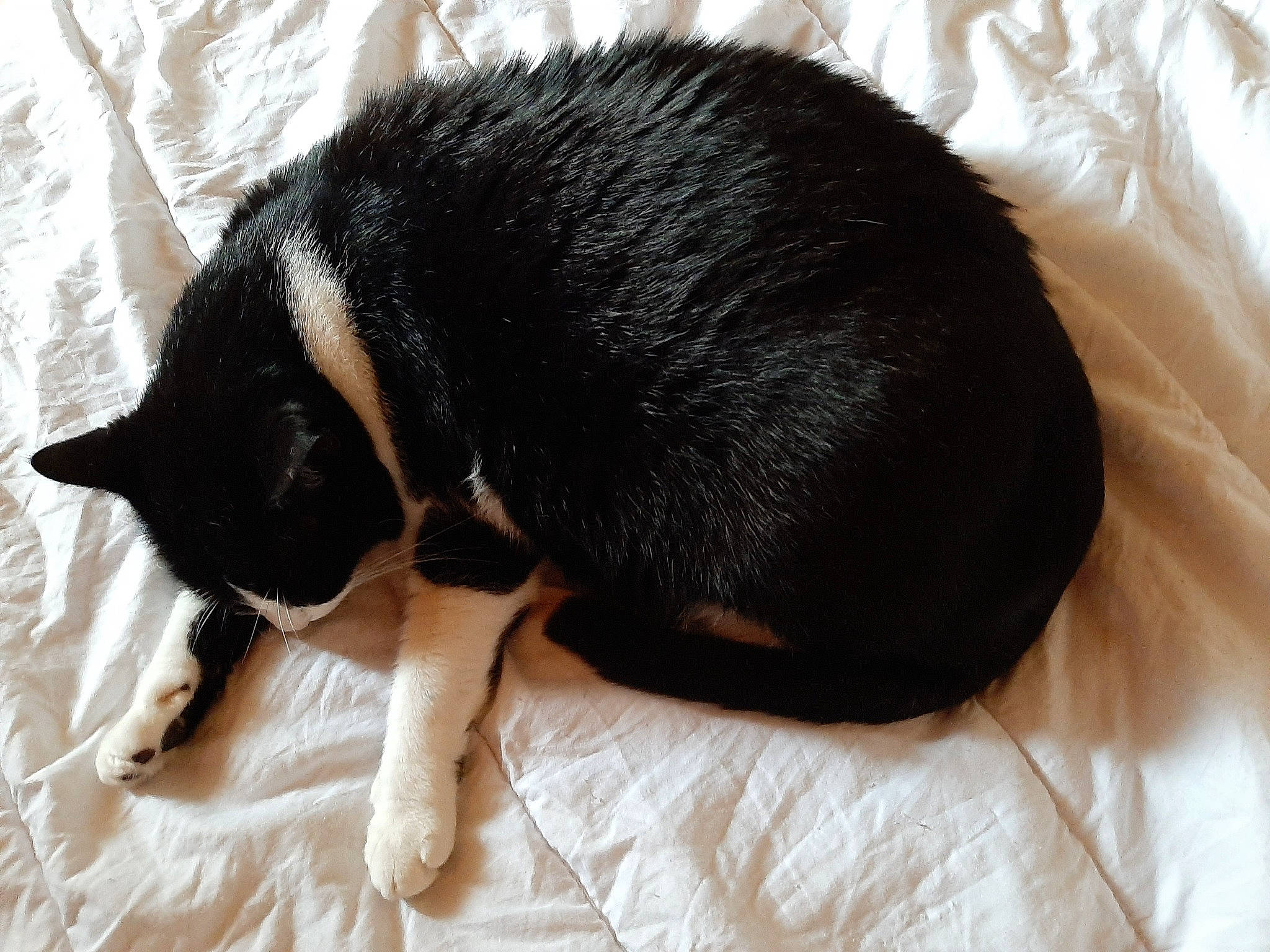 Oreo