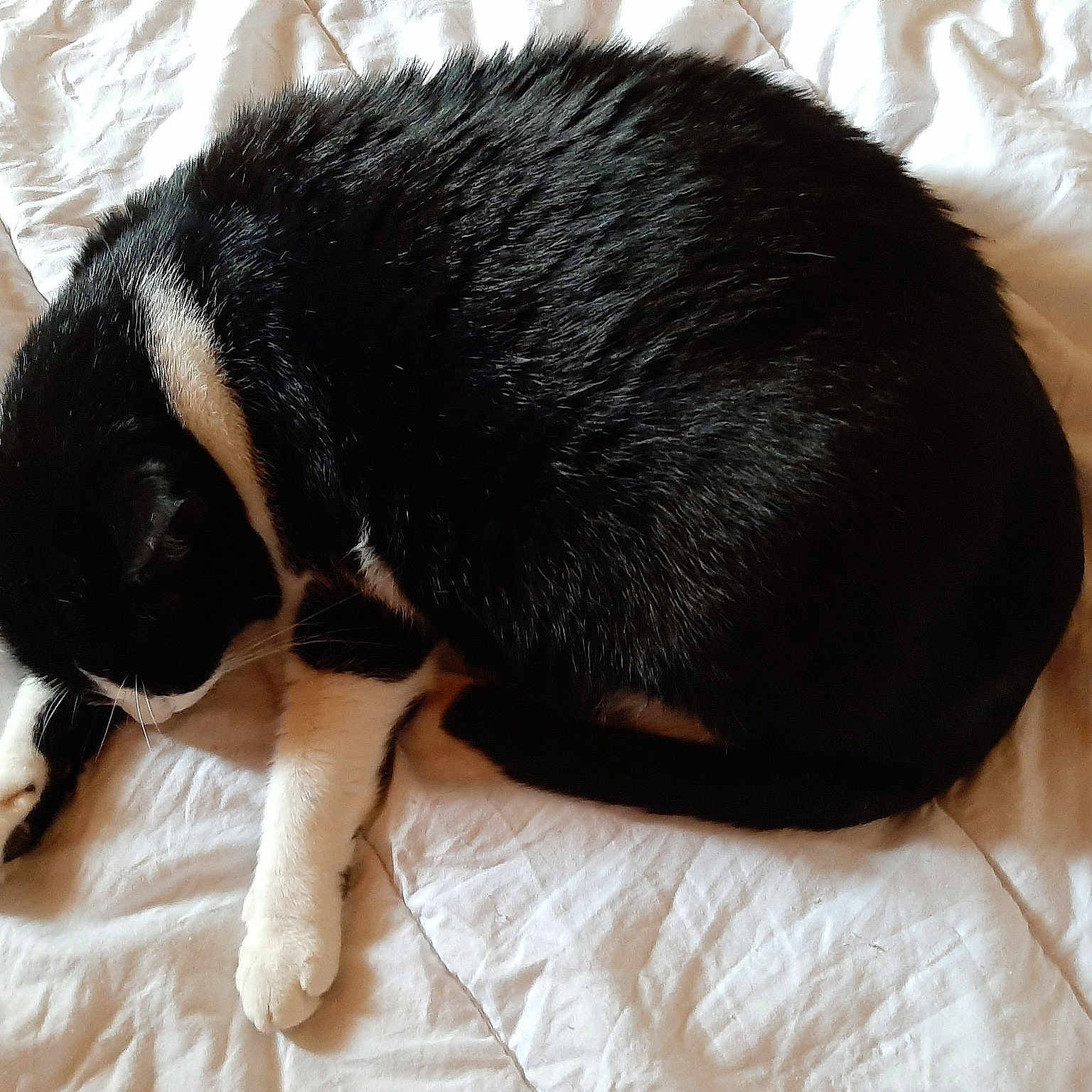 Oreo
