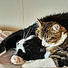 Oreo participe au concours pour gagner de l'argent avec cette photo : animal, black_and_white_cat, cat, close_up, companionship, cozy, cute, domestic_cat, feline, fur, indoors, nap, peaceful, pets, resting, sleeping, snuggling, soft_texture, tabby_cat, whiskers