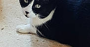Oreo participe au concours pour gagner de l'argent avec cette photo : animal, black_and_white, box, cat, closeup, curious, domestic, ears, feline, floor, fur, household, indoor, lying_down, mammal, pet, relaxed, sandals, sideways_glance, whiskers