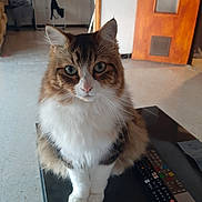Caline participe au concours pour gagner de l'argent avec cette photo : brown_fur, calm, cat, close_up, cozy_room, curious, domestic_animal, floor, fluffy, furniture, green_eyes, household, indoor, looking_at_camera, pet, remote_control, sitting, table, white_fur, wooden_door