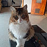 brown_fur, calm, cat, close_up, cozy_room, curious, domestic_animal, floor, fluffy, furniture, green_eyes, household, indoor, looking_at_camera, pet, remote_control, sitting, table, white_fur, wooden_door