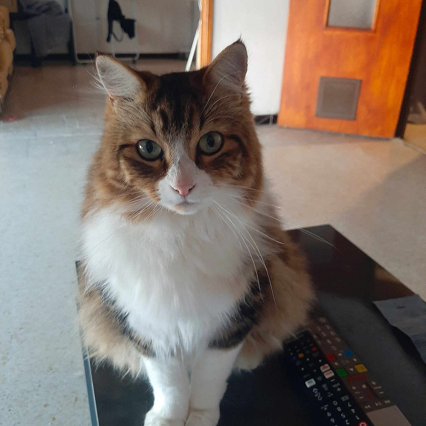 Caline participe au concours pour gagner de l'argent avec cette photo : brown_fur, calm, cat, close_up, cozy_room, curious, domestic_animal, floor, fluffy, furniture, green_eyes, household, indoor, looking_at_camera, pet, remote_control, sitting, table, white_fur, wooden_door