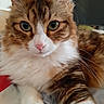 Caline a rejoint le concours — aidez-le/la à gagner de superbes lots ! animal, cat, close_up, curious, cute, domestic_cat, feline, fluffy, fur, green_eyes, indoor, laying_down, mammal, pet, pink_nose, portrait, relaxed, soft_surface, tabby, whiskers