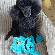 Jason a rejoint le concours — aidez-le/la à gagner de superbes lots ! dog, poodle, black_dog, plush_toy, blue_toy, couch, furniture, indoor, pet, animal, cute, fluffy, seated, looking, eyes, soft_texture, home, cozy, companion, toy