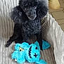 dog, poodle, black_dog, plush_toy, blue_toy, couch, furniture, indoor, pet, animal, cute, fluffy, seated, looking, eyes, soft_texture, home, cozy, companion, toy