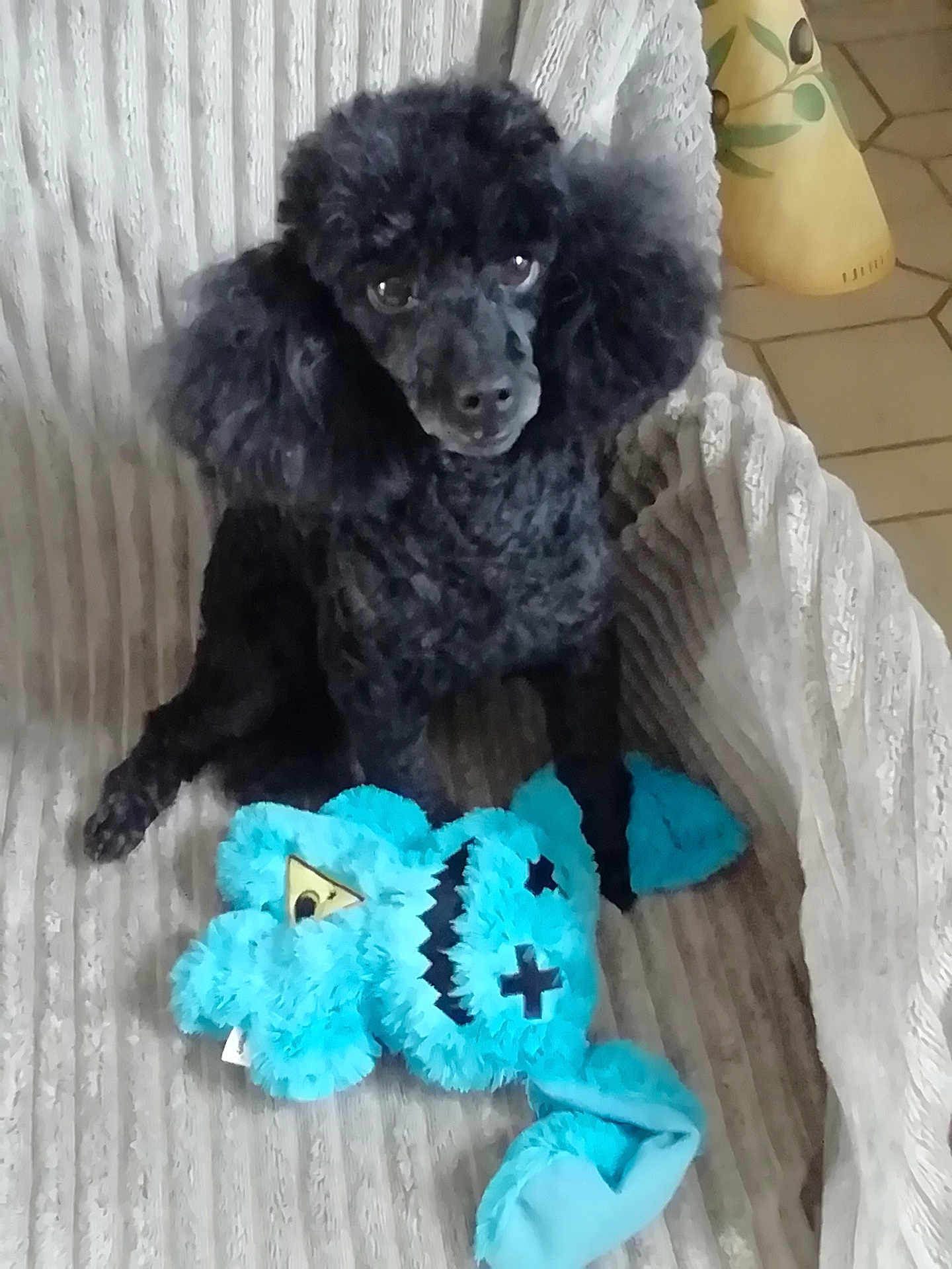 Jason a rejoint le concours — aidez-le/la à gagner de superbes lots ! dog, poodle, black_dog, plush_toy, blue_toy, couch, furniture, indoor, pet, animal, cute, fluffy, seated, looking, eyes, soft_texture, home, cozy, companion, toy