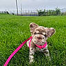 puppy, dog, grass, outdoor, leash, pink_harness, pet, cute, young_dog, greenery, nature, small_dog, ears, fur, animal, sidewalk, daylight, playful, closeup, background_blur