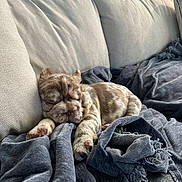 Dolce is registered to the contest to win money with this photo: puppy, dog, sleeping, couch, blanket, indoor, cozy, soft_light, resting, pet, fur, relaxation, home, comfort, animal, cute, small, spotted, nap, texture