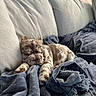 puppy, dog, sleeping, couch, blanket, indoor, cozy, soft_light, resting, pet, fur, relaxation, home, comfort, animal, cute, small, spotted, nap, texture