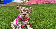 Dolce is registered to the contest to win money with this photo: animal, background, colorful, cute, daylight, dog, flag, grass, greenery, leash, mural, outdoor, pet, pink_harness, playful, portrait, puppy, sitting, wall, young
