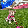 puppy, dog, grass, pink_harness, leash, outdoor, mural, flag, wall, greenery, cute, pet, animal, sitting, young, playful, colorful, portrait, daylight, background