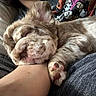 puppy, sleeping, dog, paw, fur, cute, resting, cozy, blanket, cartoon, human_arm, closeup, indoor, relaxation, soft, pet, adorable, companion, comfort, animal