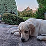 Asia participe au concours pour gagner de l'argent avec cette photo : animal, bushes, calm, closeup, daytime, dog, fur, golden_retriever, greenery, hill, laying_down, nature, outdoor, pet, puppy, relaxed, shrub, sky, statue, stone_patio